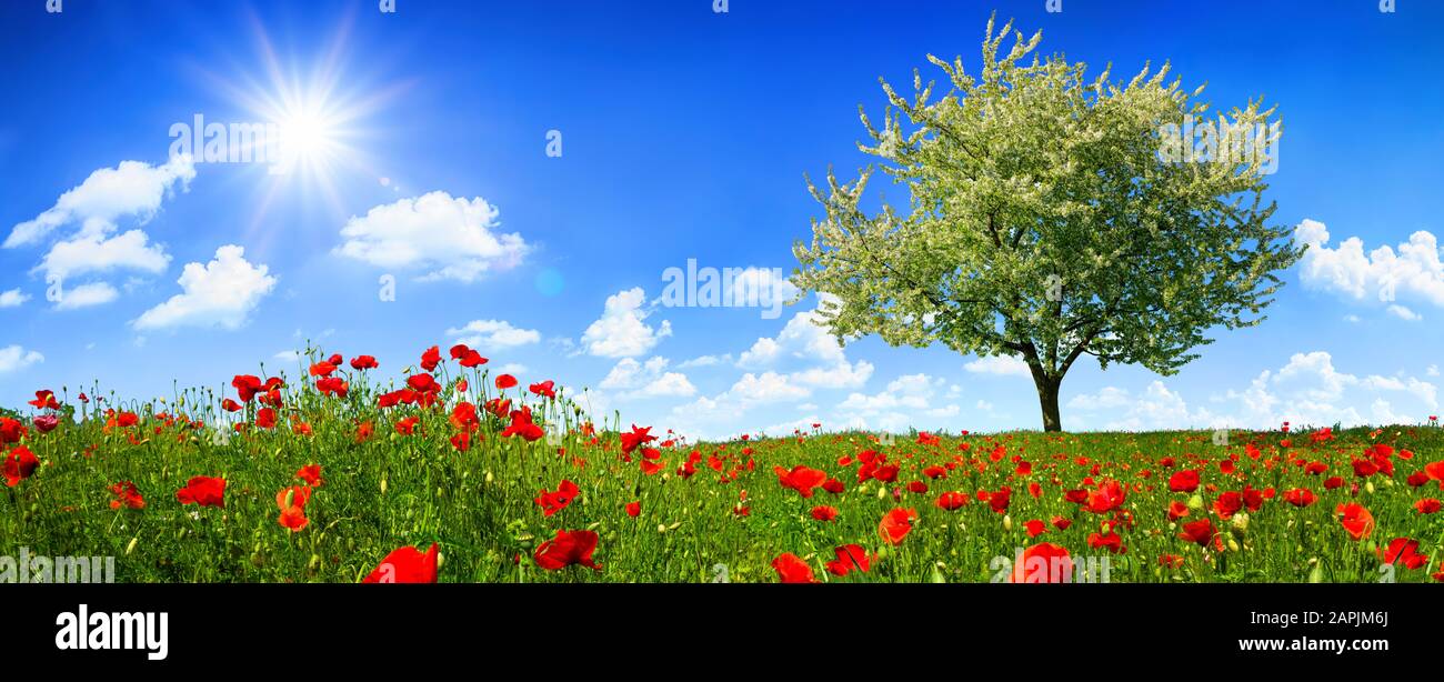 Blühender Einzelbaum auf einer bunten Wiese mit Mohnblumen, wobei die Sonne im tiefblauen Himmel hell leuchtet Stockfoto