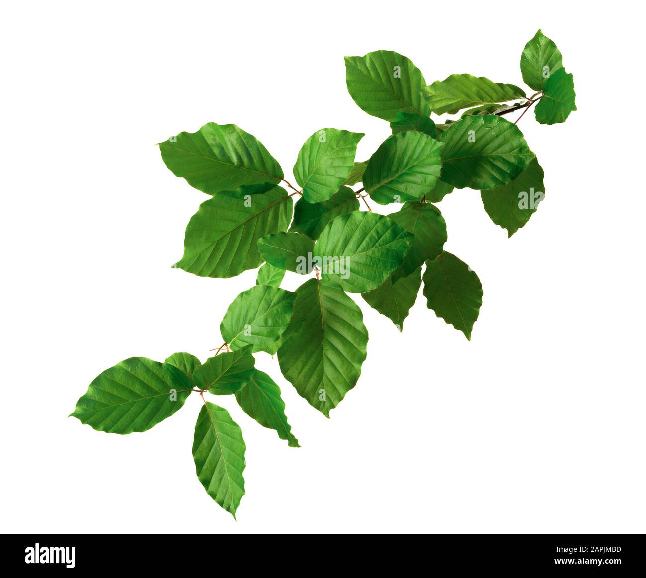 Buchenbaufelch mit grünen Blättern in der Nähe, Studio isoliert auf reinem Weiß Stockfoto