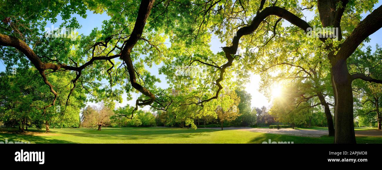 Ruhige Panoramaszenerie in einem schönen Park mit Wiese und der Sonne, die durch die grünen Äste einer großen Eiche scheint Stockfoto