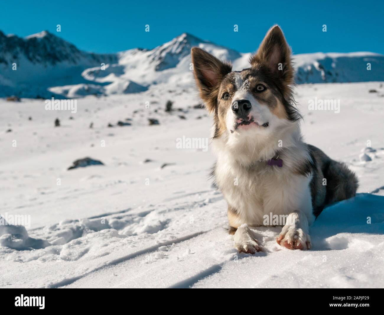 Hundegrenze Collie lilac mit sehr schönen Augen Ruhe auf dem Schnee mit Blick auf die Schneeberge Stockfoto