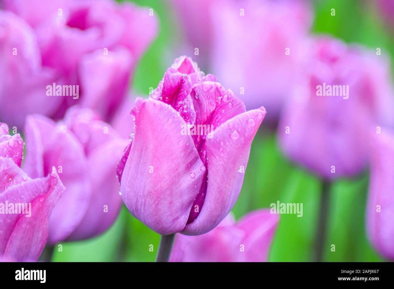 Rosa Tulpe nach Regen. Die geschlossenen Kronblätter einer Tulpe mit Regentropfen auf grünem Grund. Transparente Tropfen auf rosafarbenen Kronblättern. Stockfoto