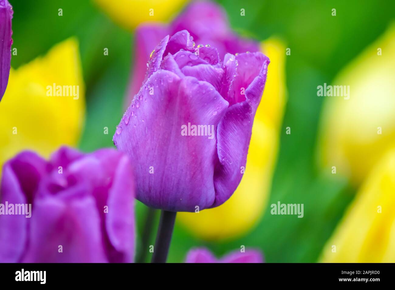 Rosa Tulpe nach Regen. Die geschlossenen Kronblätter einer Tulpe mit Regentropfen auf grünem Grund. Transparente Tropfen auf rosafarbenen Kronblättern. Stockfoto