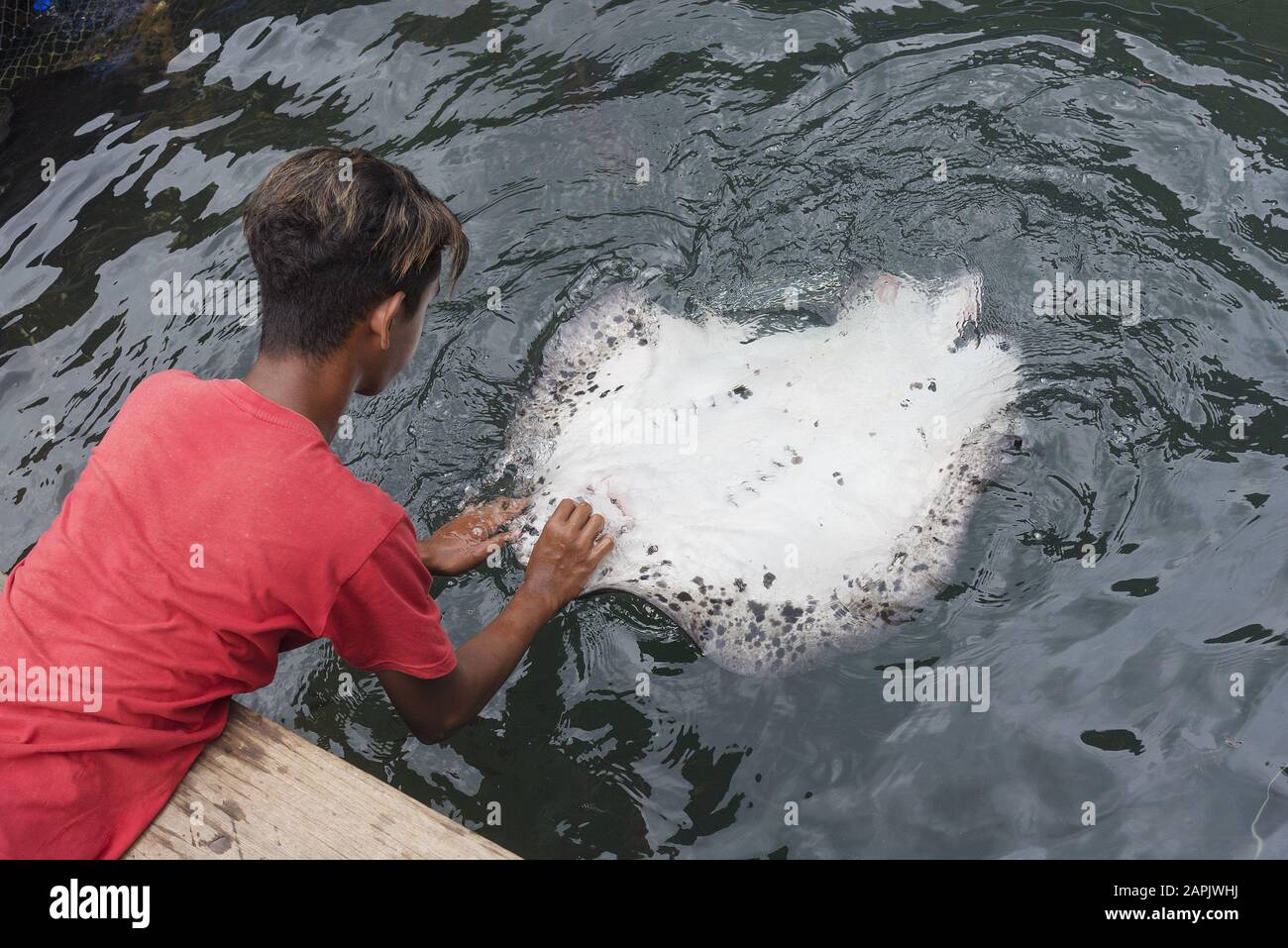 Langkawi, Malaysia, 31. März 2019: Kleiner Junge, der einen lebenden Wildstrahlfisch verarbeitet. Stockfoto