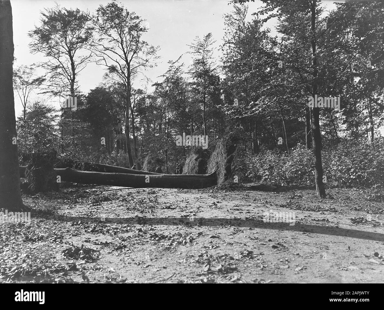 Bäume, Sturmschäden, haagse bos Datum: Undatierte Stichwörter: Bäume, Sturmschäden Personenname: Haagse bos Stockfoto
