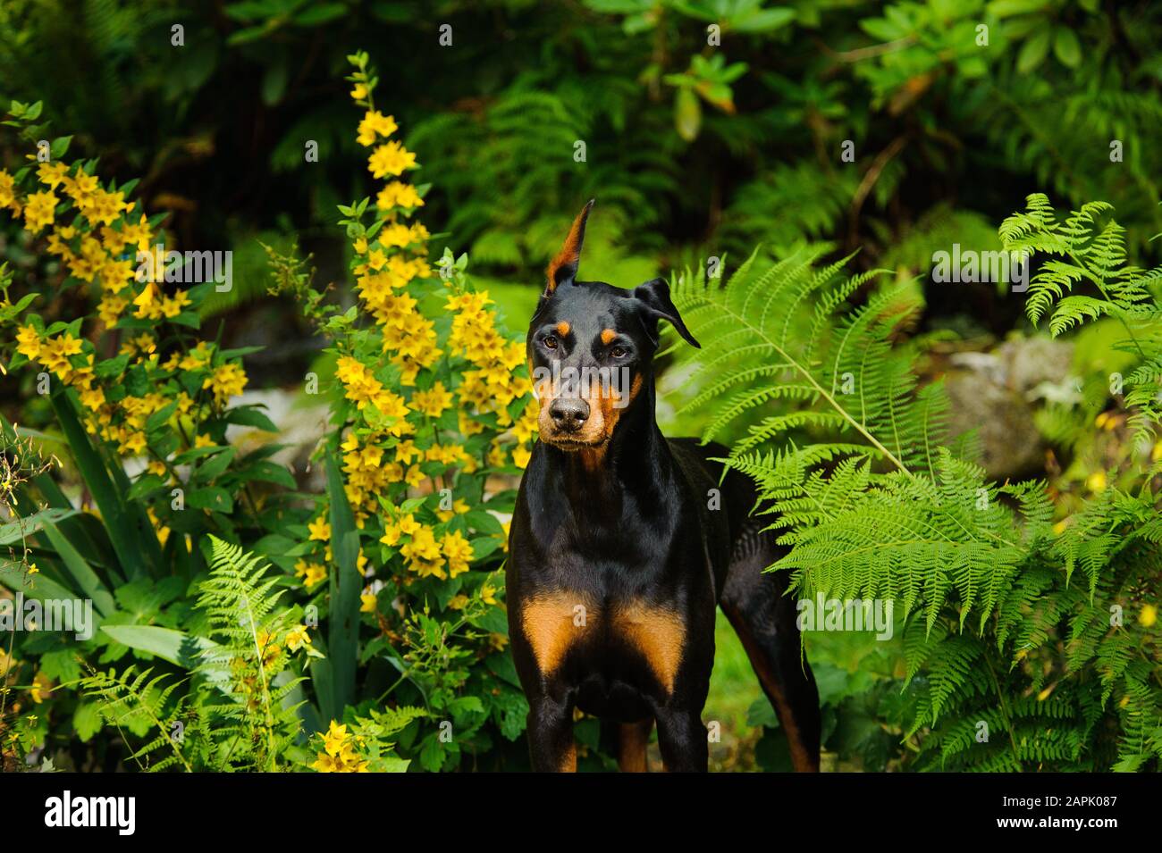 Doberman Pinscher Hund im Freien Porträt Stockfoto