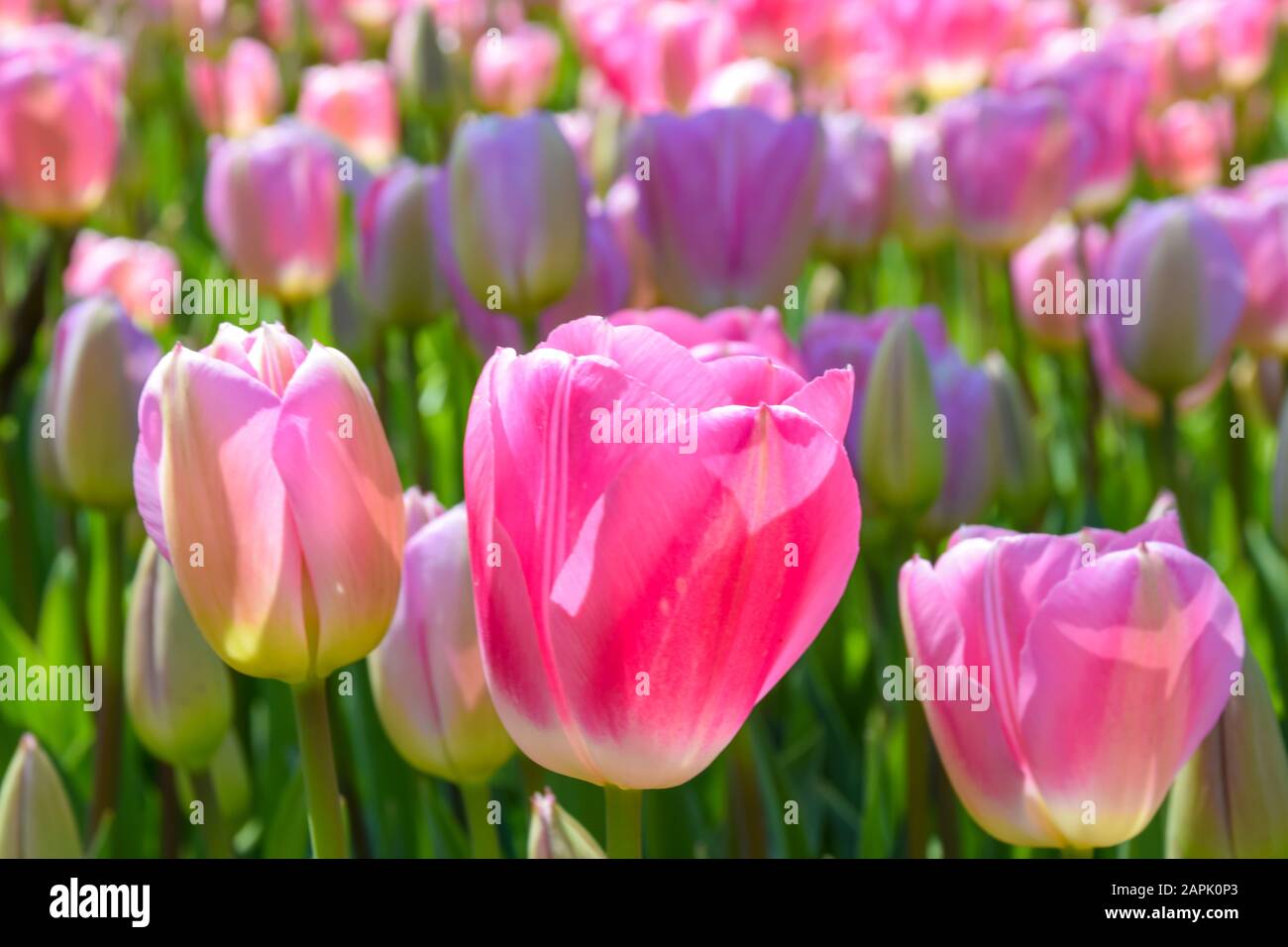 Rosa Tulpen Stockfotos Und Bilder Kaufen Alamy