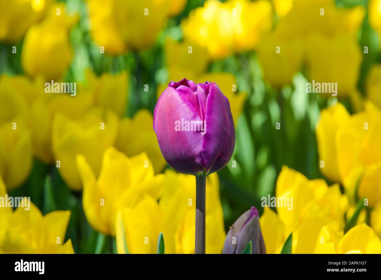 Violette Tulpe und gelbe Tulpen im Hintergrund. Stockfoto