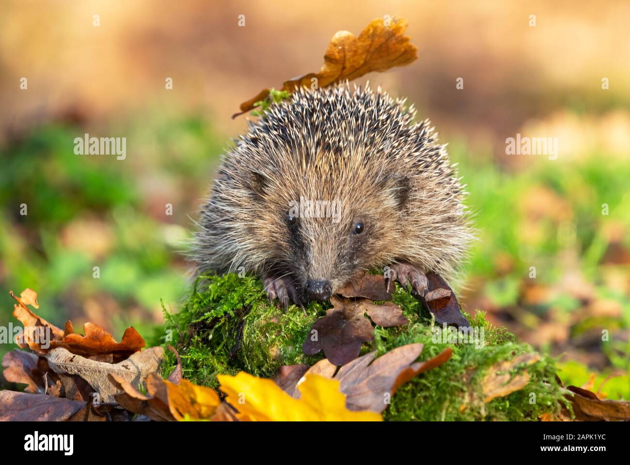 Igel (lateinischer Name: Erinaceus europaeus) wilder, heimischer Igel im  natürlichen Waldlebensraum, mit grünem Moos und Herbstlaub. Verschwommener  Hintergrund Stockfotografie - Alamy