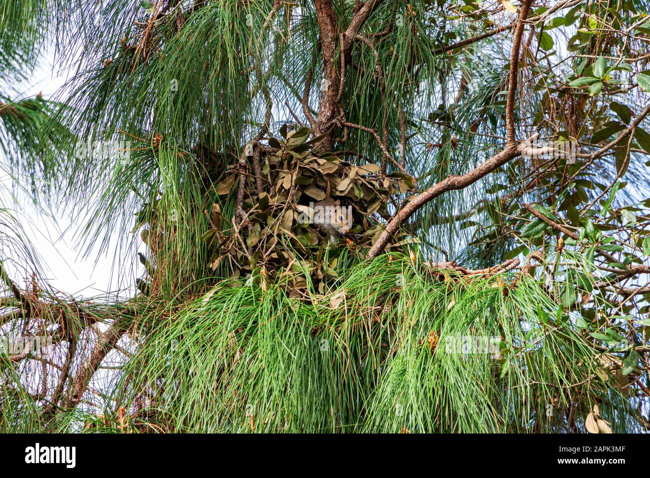 Drey Nest eines östlichen Grauhörnchens (Sciurus carolinensis) in einer Haschen-Kiefer (Pinus elliottii densa) - Pine Island Ridge, Davie, Florida, USA Stockfoto