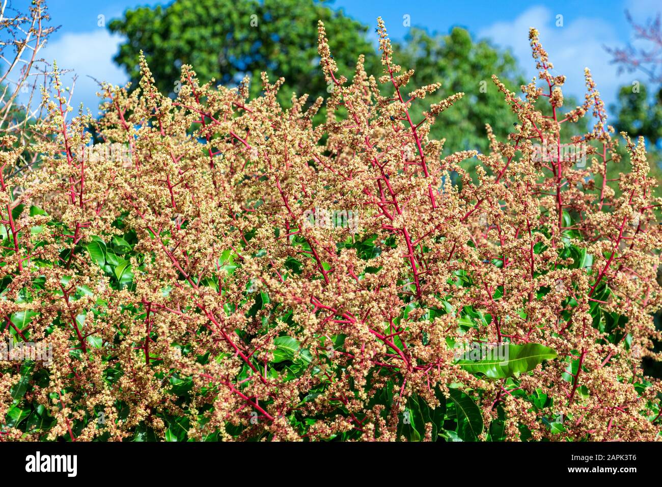 Mango-Baumblumen (Mangifera indica) - Davie, Florida, USA Stockfoto