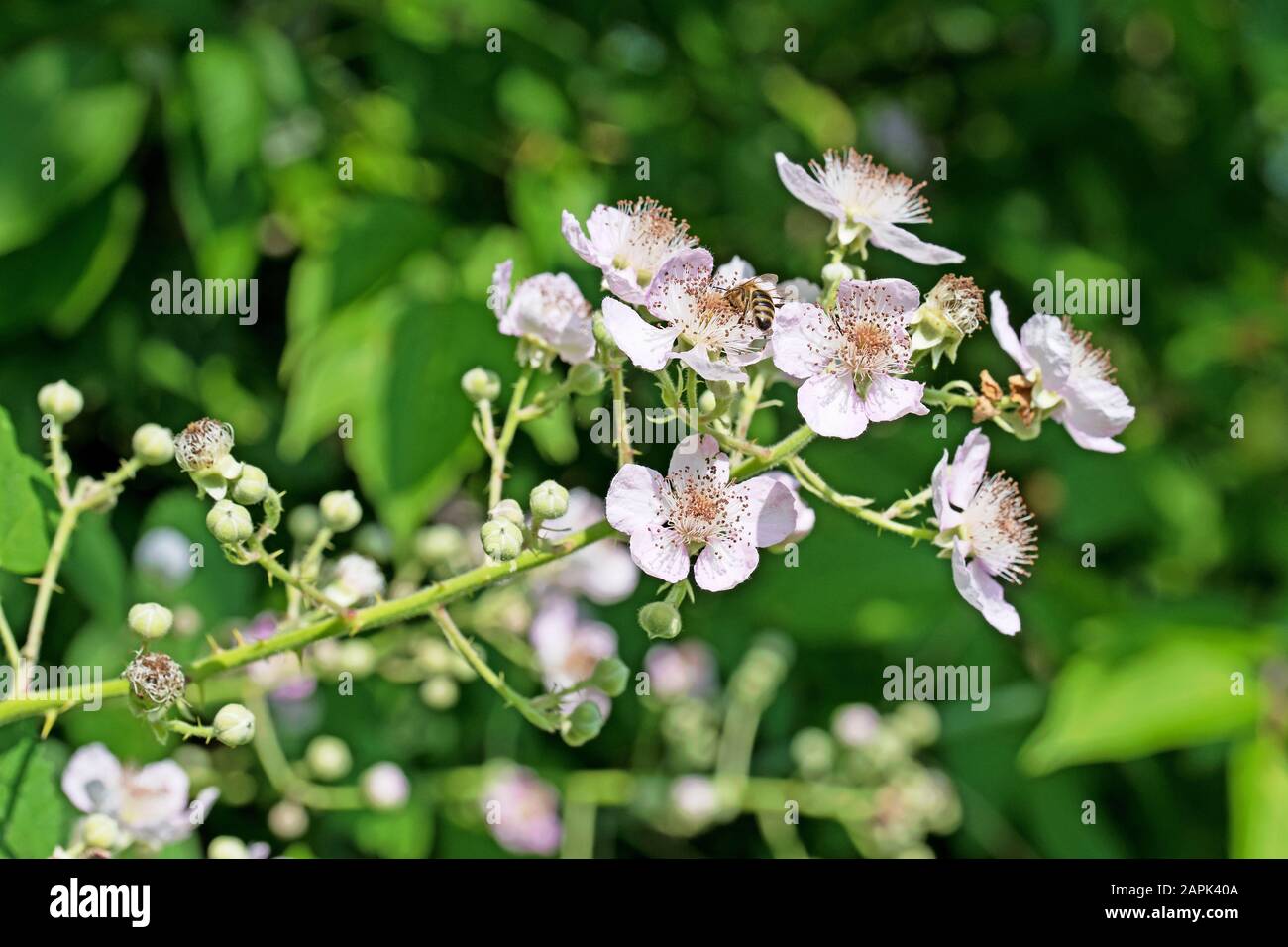 Blühende Brombeeren, Rubus sectio Rubus Stockfoto