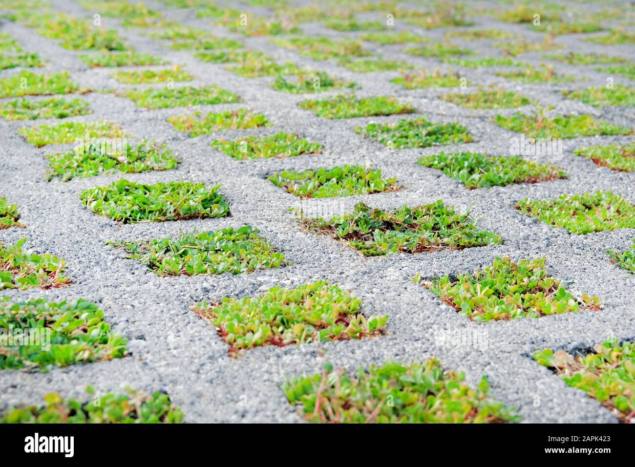 Umweltfreundliche Parkplätze in der modernen Stadt. Durchlässiger Straßenbelag mit durchwachsenem Gras. Umweltfreundlicher grüner Parkplatz. Stockfoto