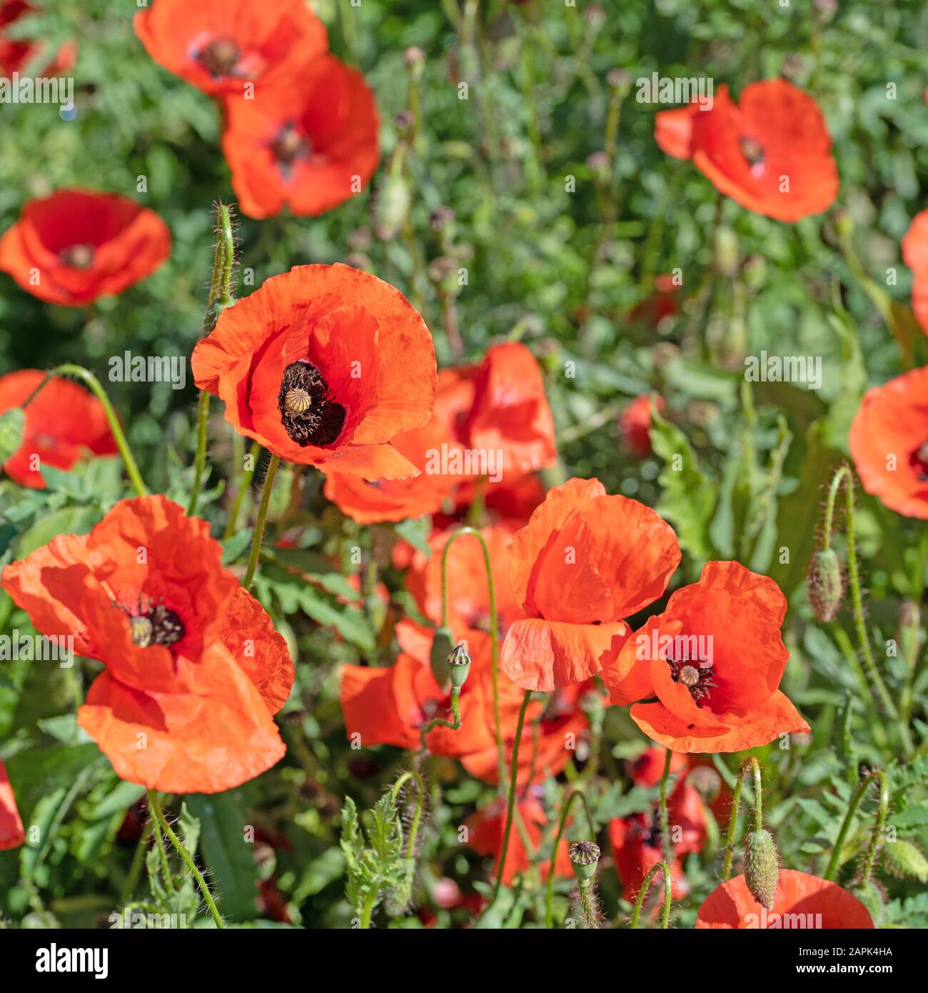 Blühender Maismohn, Papaver Rhoeas, im Sommer Stockfoto