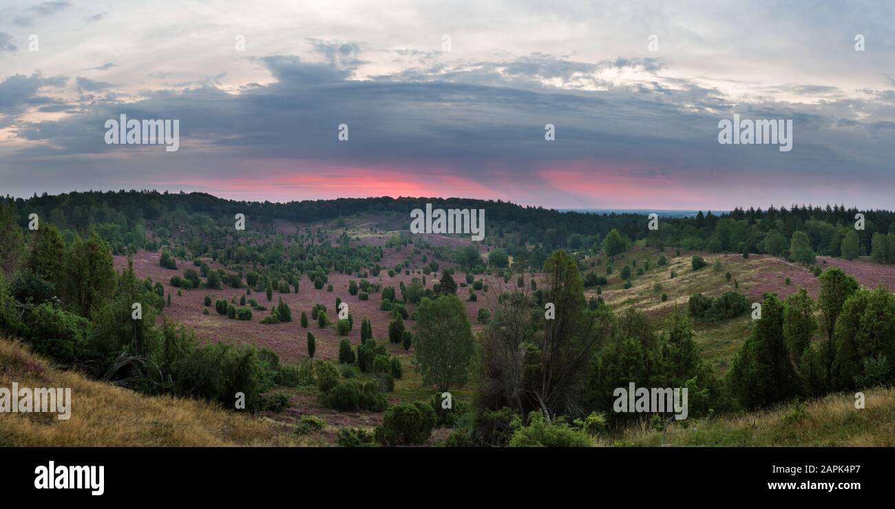 Panorama von Totengrund, Lüneburger Heide bei Bispingen, Deutschland bei Sonnenaufgang mit blühender Heide und Wacholder und Birken in der Landschaft Stockfoto