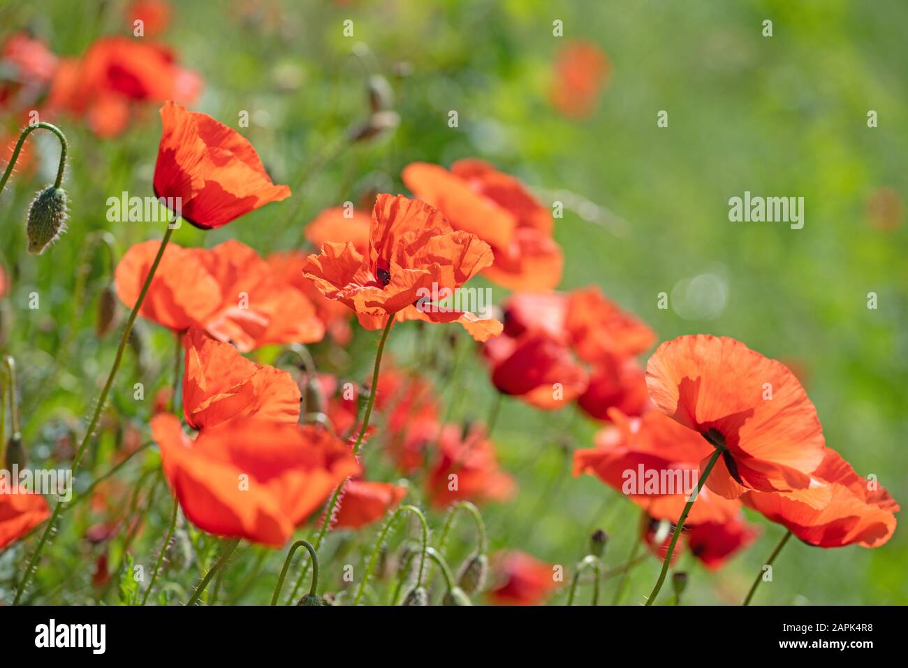 Blühender Maismohn, Papaver Rhoeas, im Sommer Stockfoto