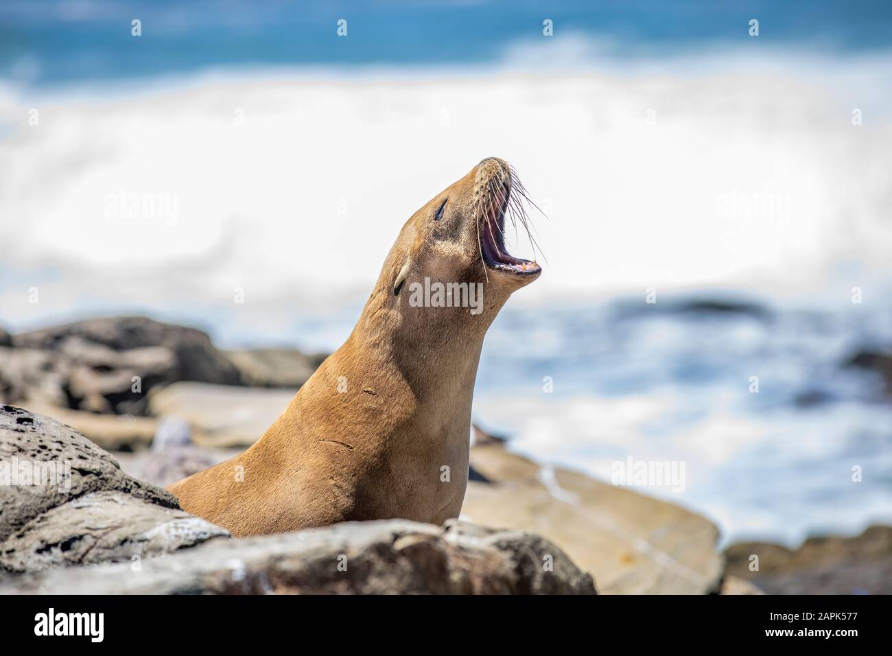 Weibliche Mutter Sea Lion, die nach ihrem Baby aufruft, während sie auf den Felsen von La Jolla Cove in San Diego, Kalifornien sitzt Stockfoto