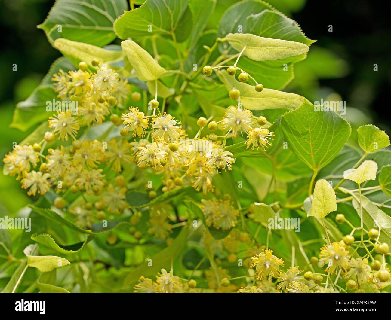 Blühende Linde, Tilia Stockfoto