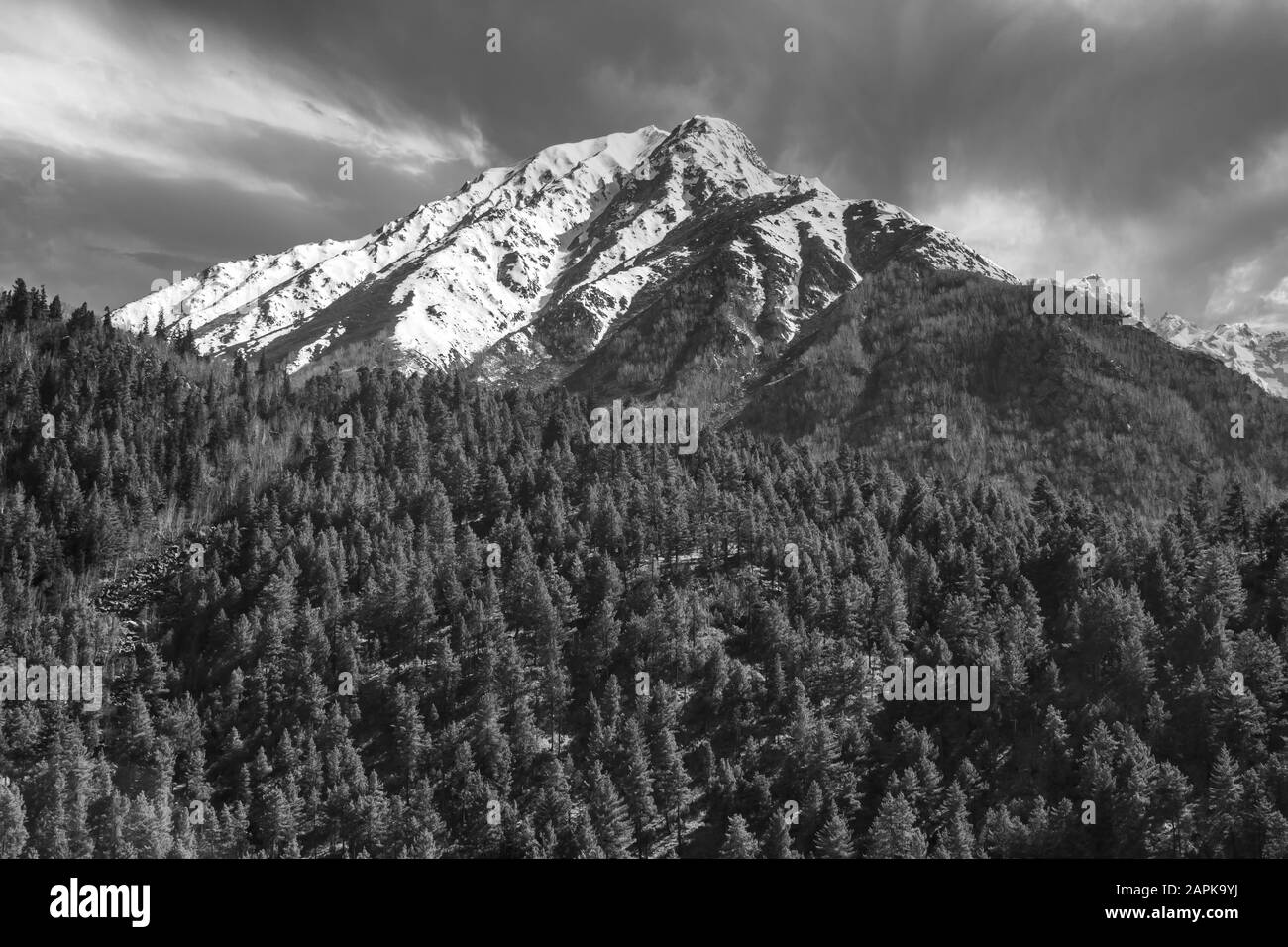 Graustufenlandschaft von einem Himalaya-Berg, der über den Kiefernwald im Dorf Chitkul in Kinnaur, Indien, ragt. Stockfoto