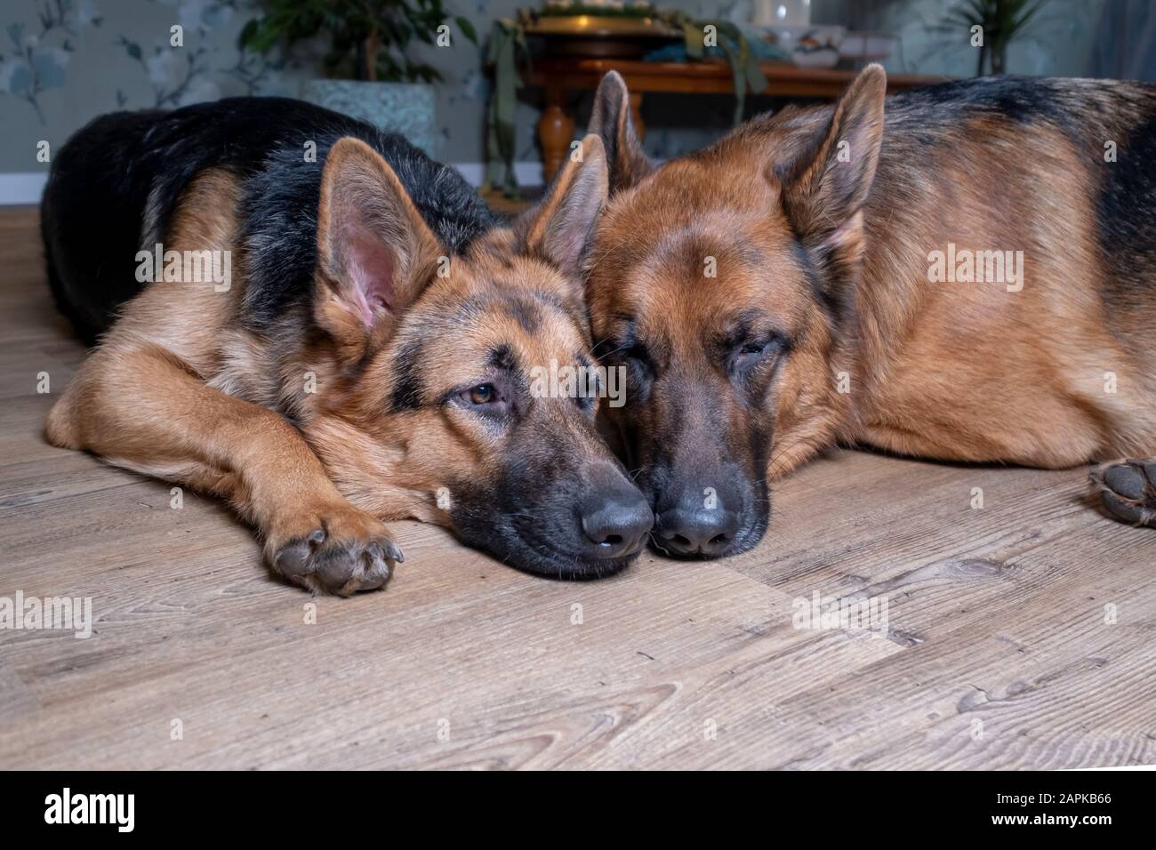 Zwei deutsche Sheppard-Hunde liegen auf dem Boden. Stockfoto