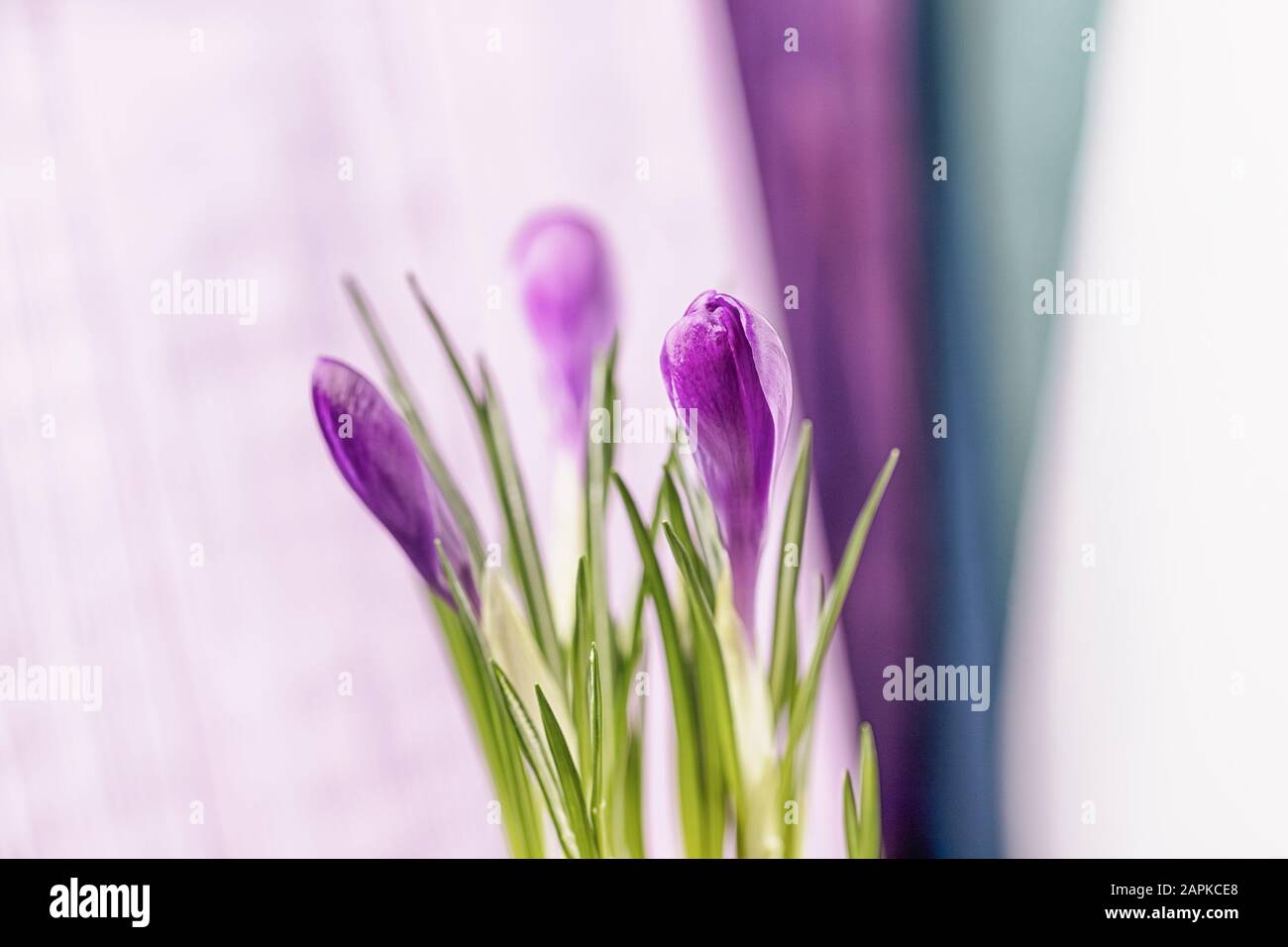 Schöne violette Krokusse in hellem Hintergrund Stockfoto