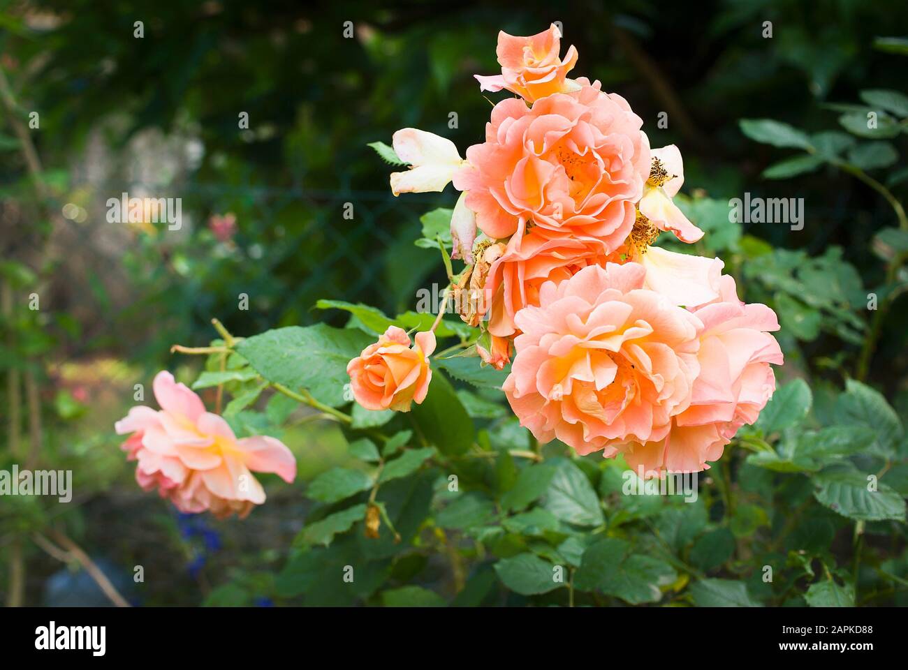 Rosa Westerland ist ein extrem harter, kräftiger Strauch mit leuchtend orangefarbenen Rosenblüten mit Aprikosenfarben Stockfoto