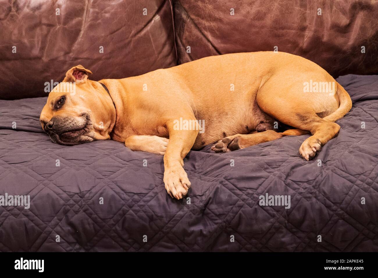 Gemischter Hund, der auf dem Sofa im Wohnzimmer schläft Stockfoto