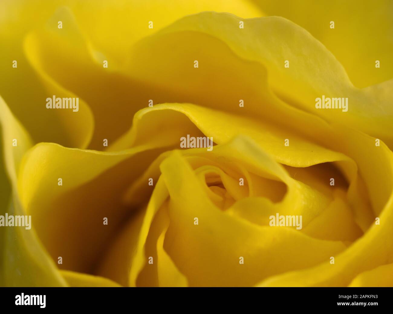Makroschuss einer gelben Rose Stockfoto