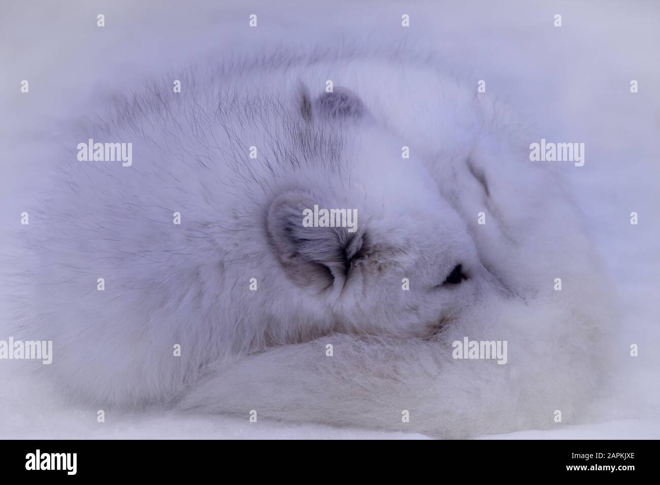 Nahaufnahme eines weißen arktischen Fuchses, der im Schnee gekudelt ist Stockfoto