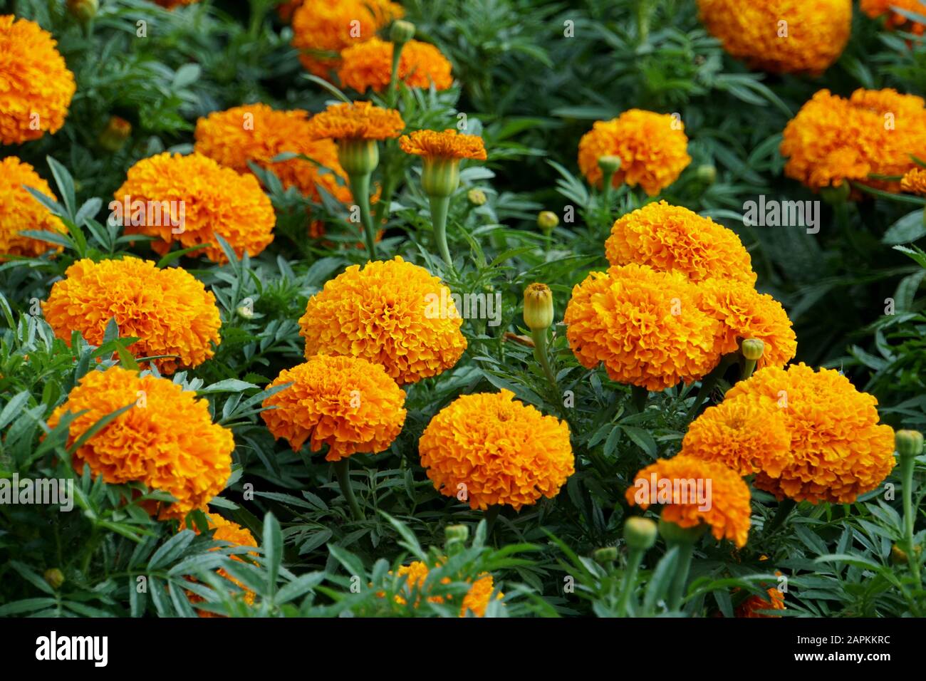 Wunderschöne afrikanische Marigold Deep Orange Blumen Stockfoto