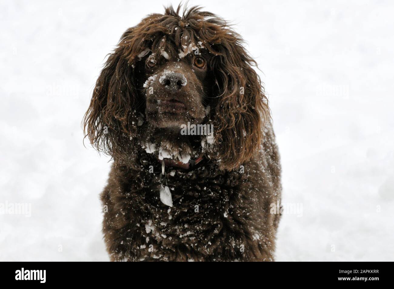 Boykin Spaniel möchte, dass Sie auf dem Schnee spielen Stockfoto