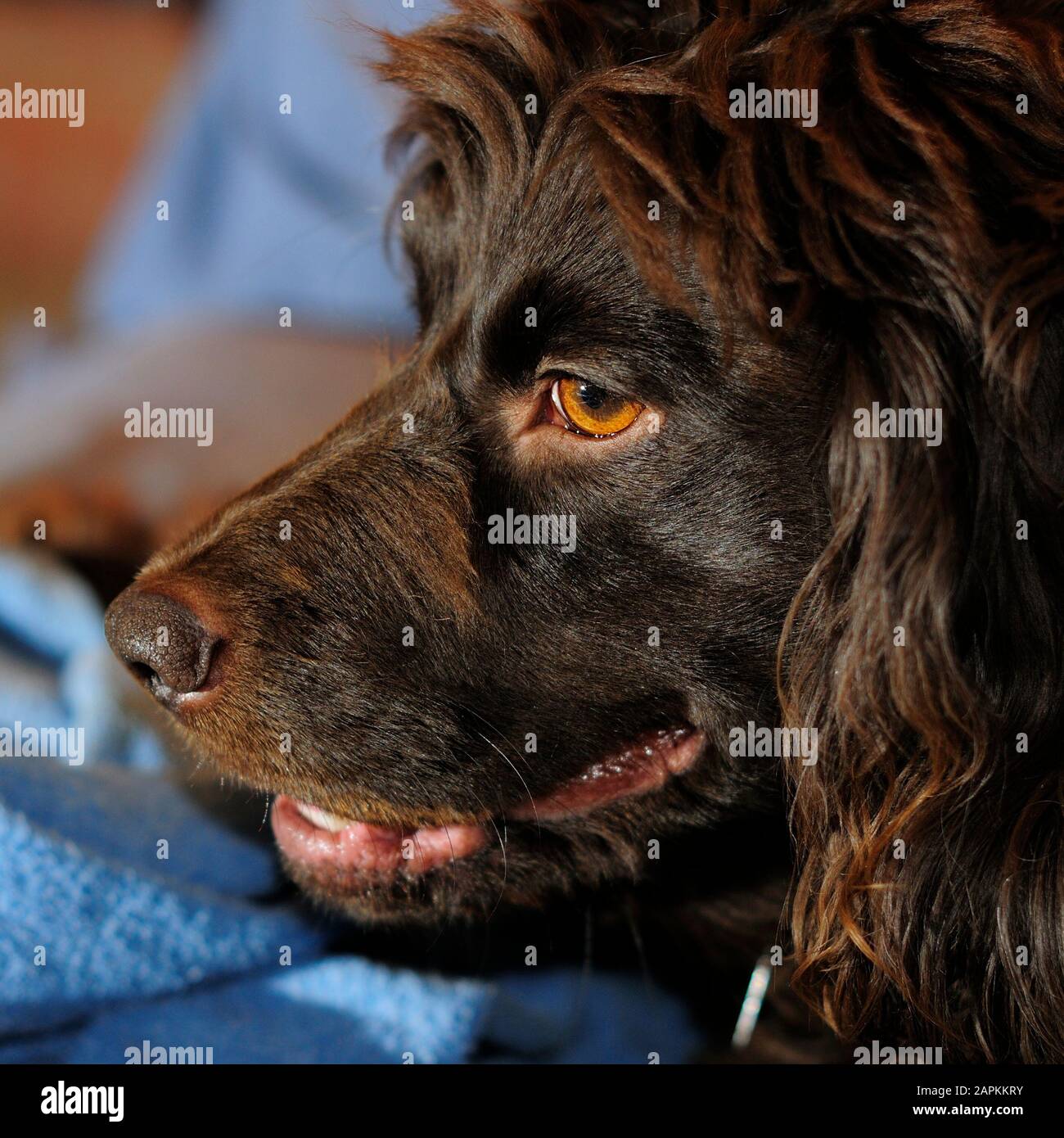 Profilporträt eines Boykin Spaniel nach links Stockfoto