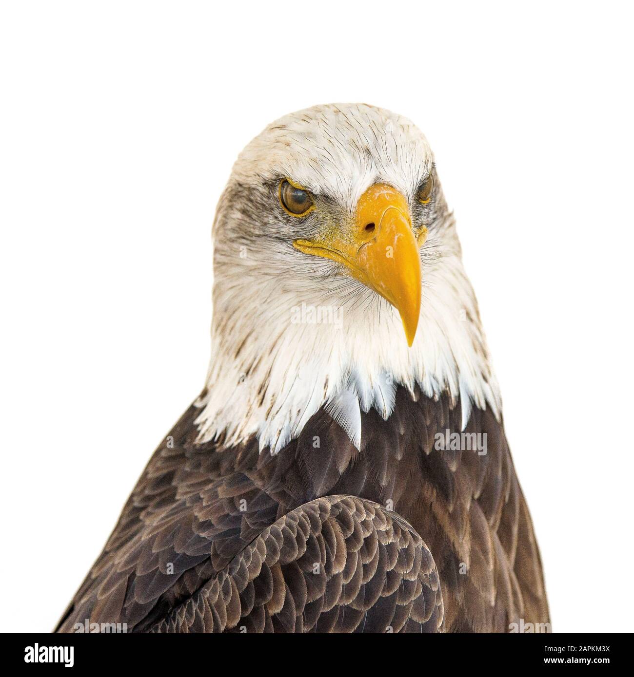 Nahaufnahme des Kopfes eines majestätischen Adlers auf Ein weißer Hintergrund Stockfoto