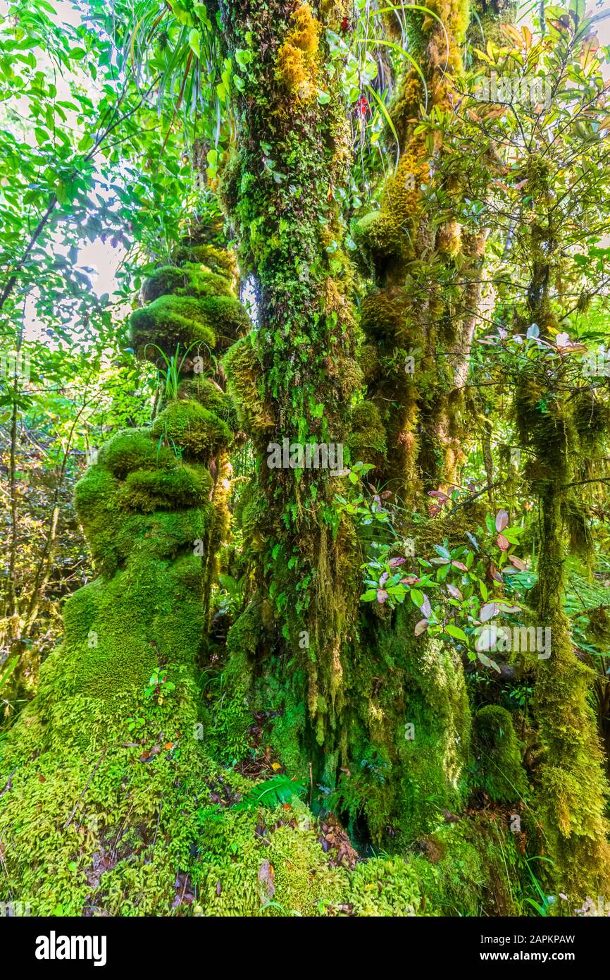 Neuseeland, grüne Moos bedeckte Bäume im Egmont National Park Stockfoto