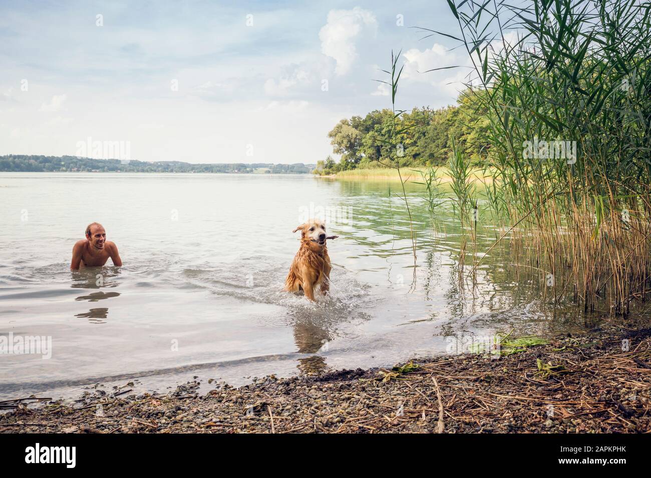 Mann, der mit seinem Golden Retriever am See spielt Stockfoto