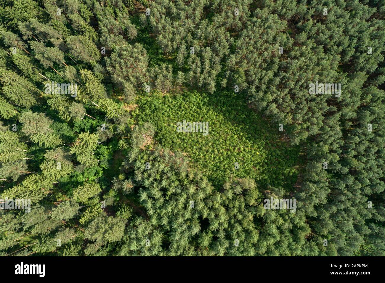 Luftaufnahme von Wald mit Nadelbäumen und einer neuen Plantage mit Laubbäumen. Saale-Orla-Kreis, Thüringen, Deutschland, Europa. Stockfoto