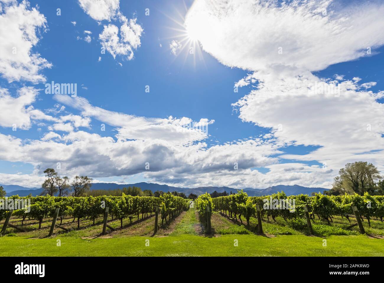 Neuseeland, Marlborough Region, Wolken über Sauvignon Blanc Weinberg Stockfoto