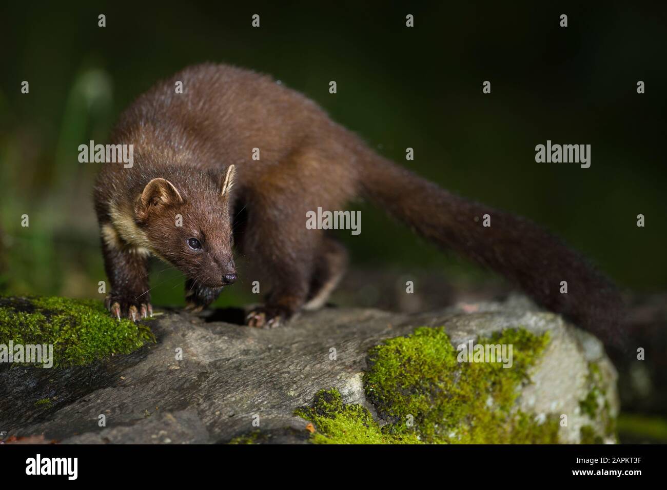 Großbritannien, Schottland, europäischer Pinienmarder (Martes martes), der nachts auf Felsen spazierengeht Stockfoto