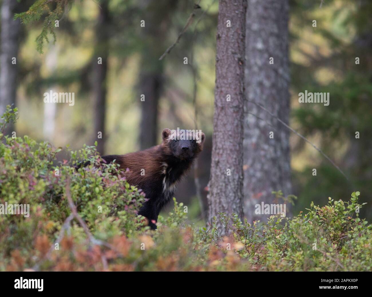 Wolverine im Herbstwald, Kuhmo, Finnland Stockfoto