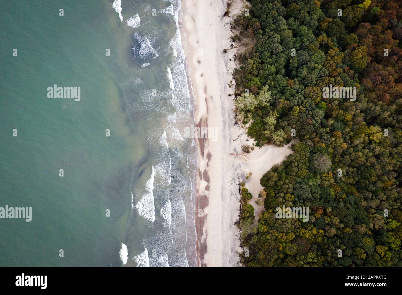 Russland, Kaliningrad Oblast, Zelenogradsk, Luftaufnahme der bewaldeten Küste der Ostsee Stockfoto