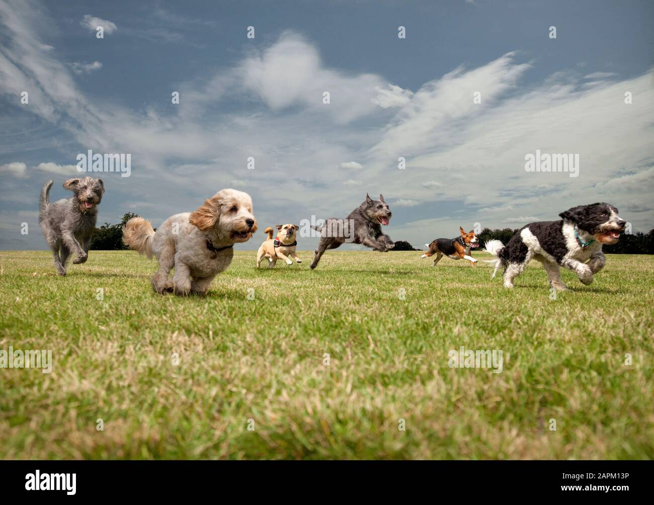 Hunde jagen sich in einem Park, links nach rechts: Irish Wolfhound, Petit Basset Griffon Vendeen, Swedish Vallhund, Irish Wolfhound, Beagle, Spinone It Stockfoto