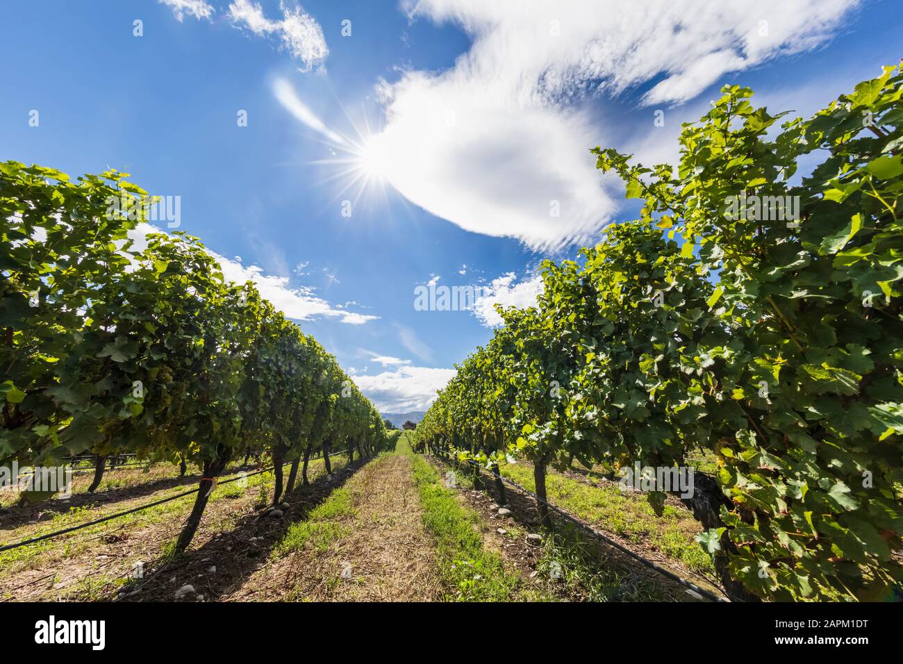 Neuseeland, Marlborough Region, Sonne über Sauvignon Blanc Weinberg Stockfoto