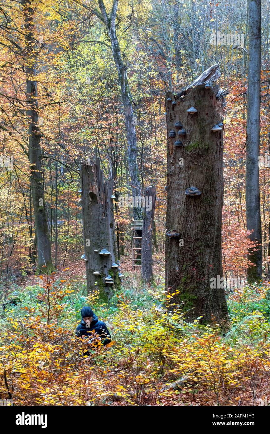Deutschland, Bayern, der Mann pflückt im Herbst Champignons im Gramschatzer Wald Stockfoto