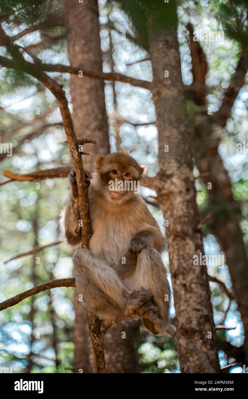 Porträt des Affen, der auf einem Zweig, Fez, Marokko, verbarst Stockfoto