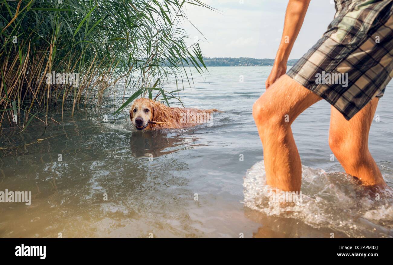 Mann, der mit seinem Golden Retriever in einem See spielt Stockfoto
