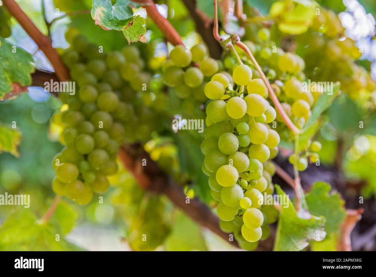 Neuseeland, Marlborough Region, Nahaufnahme der Sauvignon Blanc Trauben, die in Weinbergen wachsen Stockfoto