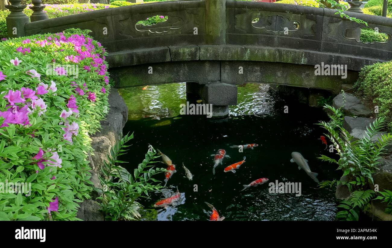 Fischteich im senso ji tempel Fotos und Bildmaterial in hoher