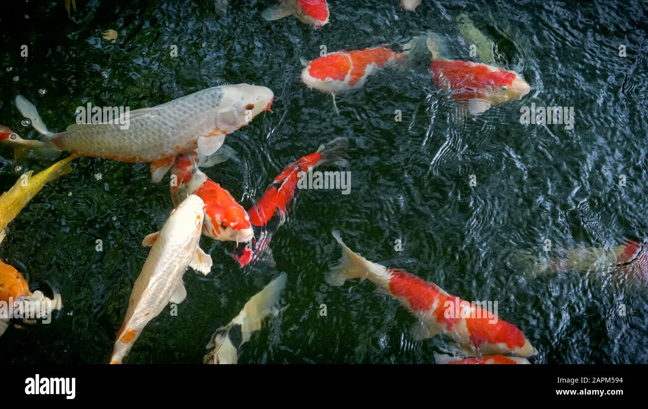 Uralter fischteich Fotos und Bildmaterial in hoher Auflösung Alamy