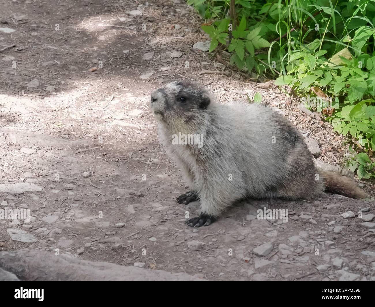 Seitenansicht eines Murmelwedes auf einem Pfad im Gletscher-Nationalpark in montana, usa Stockfoto