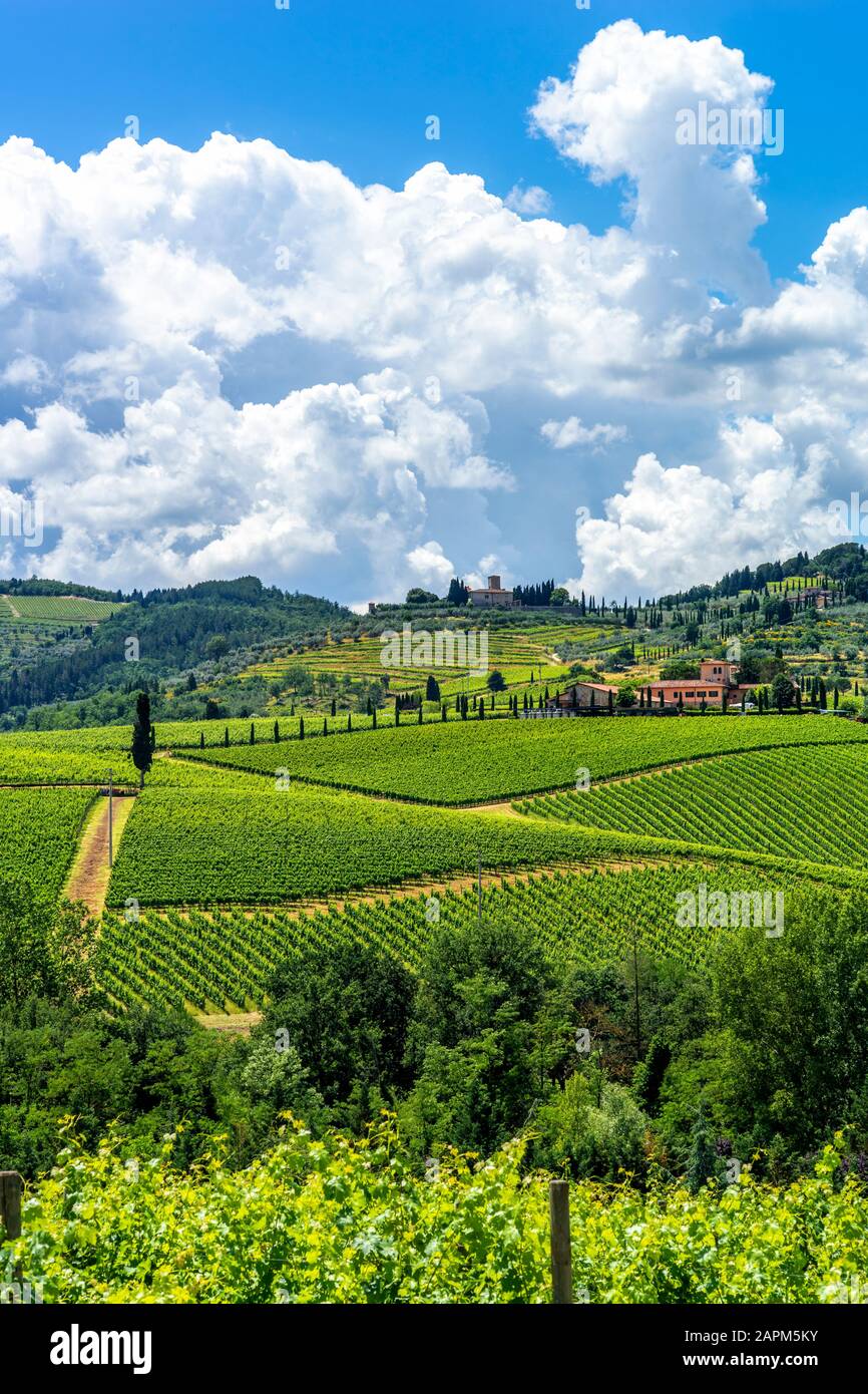 Italien, Toskana, Weinberge in der Nähe von San Gimignano Stockfoto