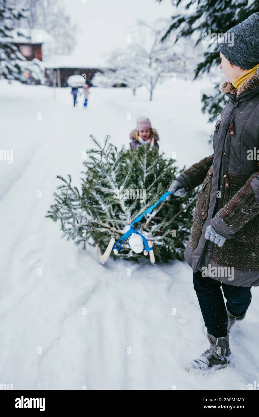 Frau, die nach Weihnachten Tannenbaum auf dem Schlitten zum Kompost transportiert, Jochberg, Österreich Stockfoto